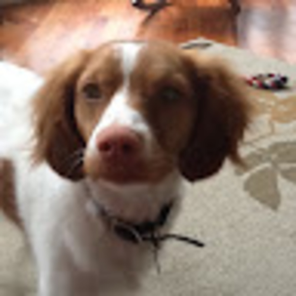 Meet your Posher, Morgan